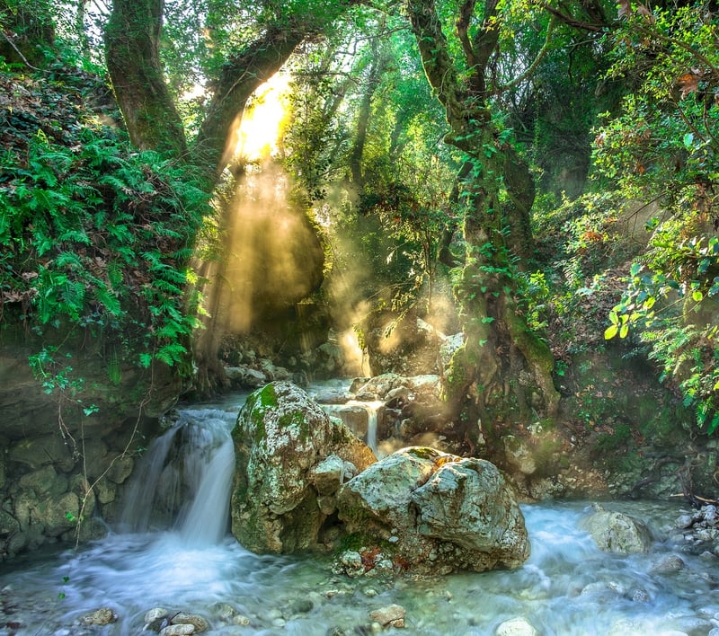Jungle Landscape